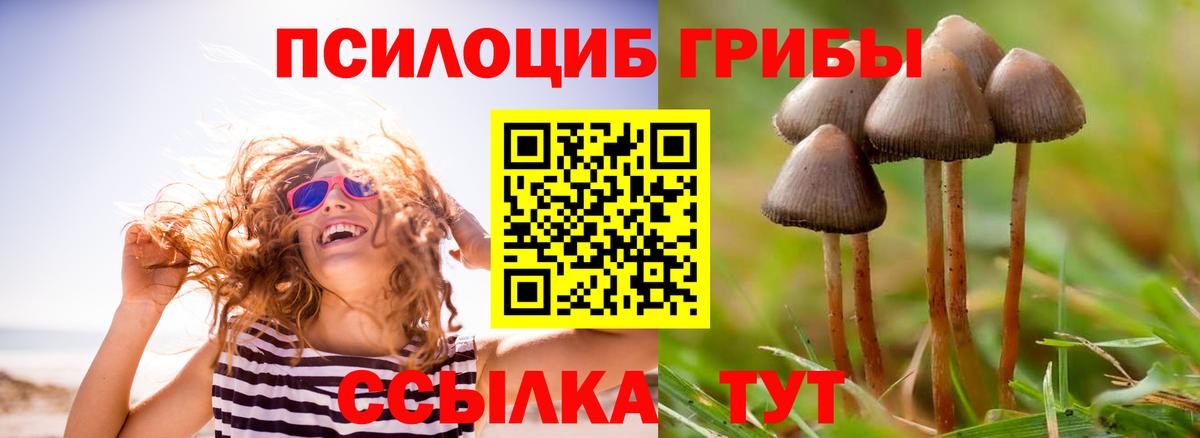 Псилоцибиновые грибы Psilocybe  Вход с VPN  Зерноград 